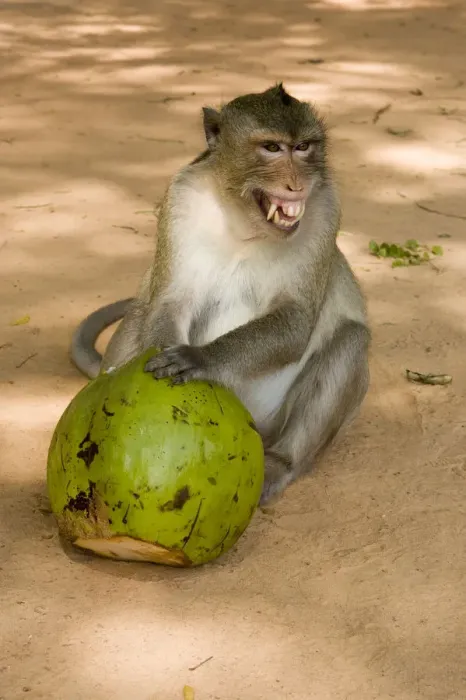 Framed Print : Fierce Monkey with Coconut Framed Print : Fierce Monkey with Coconut