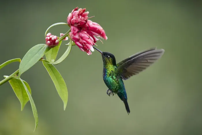 Framed Print : Fiery-throated Hummingbird Framed Print : Fiery-throated Hummingbird