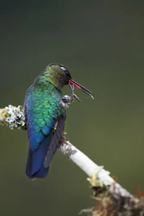 Framed Print : Fiery-throated Hummingbird Framed Print : Fiery-throated Hummingbird
