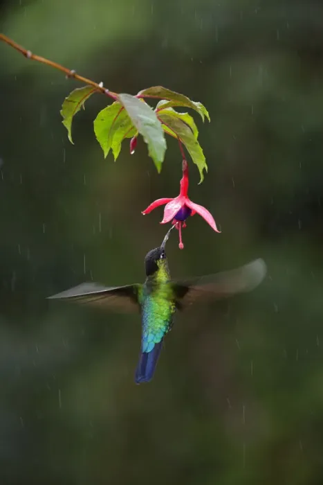 Framed Print : Fiery-throated Hummingbird