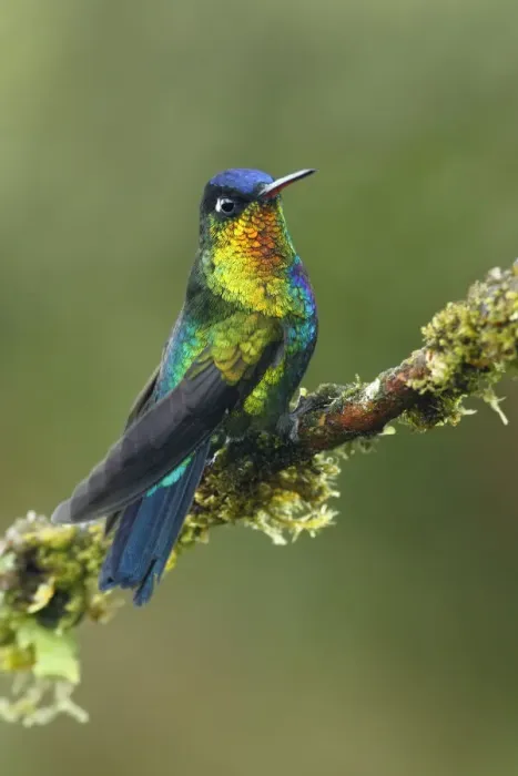 Framed Print : Fiery-throated Hummingbird (Panterpe insignis) Framed Print : Fiery-throated Hummingbird (Panterpe insignis)