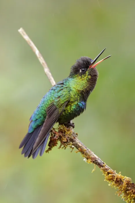 Framed Print : Fiery-throated Hummingbird (Panterpe insignis) Framed Print : Fiery-throated Hummingbird (Panterpe insignis)