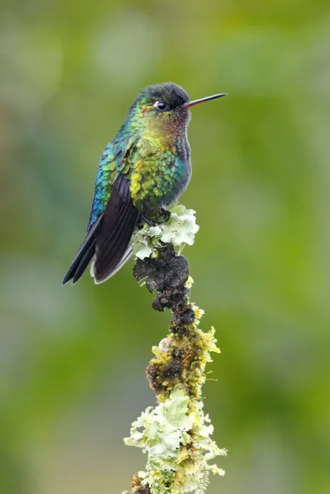 Framed Print : Fiery-throated hummingbird (Panterpe insignis) Framed Print : Fiery-throated hummingbird (Panterpe insignis)