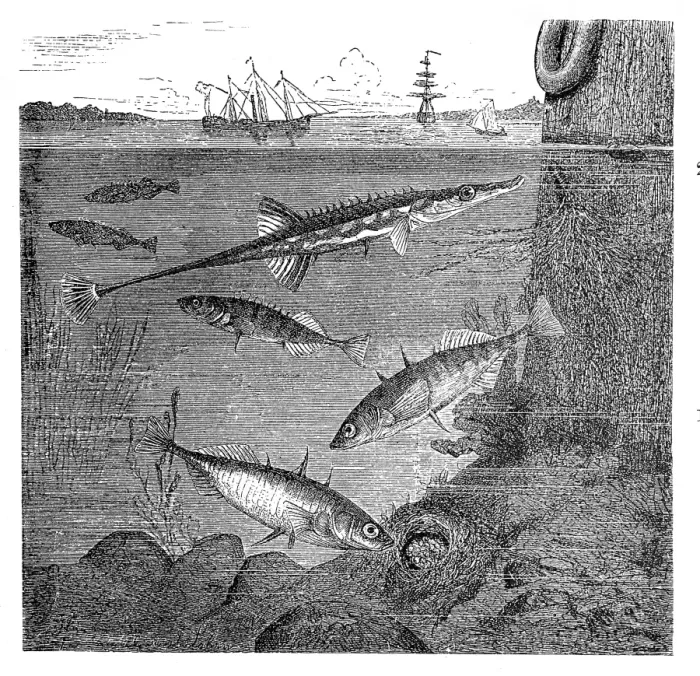 Framed Print : Fifteenspine stickleback (Spinachia spinachia) and Three-spined stickleback (Gasterosteus aculeatus) (bottom) with nes Framed Print : Fifteenspine stickleback (Spinachia spinachia) and Three-spined stickleback (Gasterosteus aculeatus) (bottom) with nes