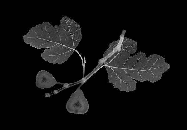 Fig (Ficus carica) leaves with figs, X-ray