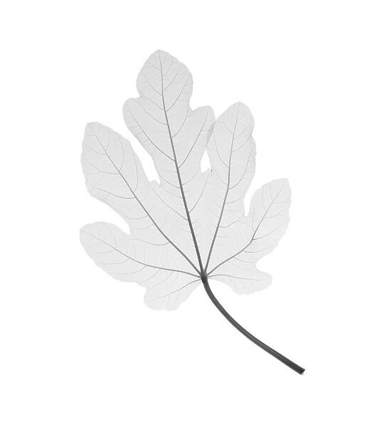 Fig leaf, X-ray