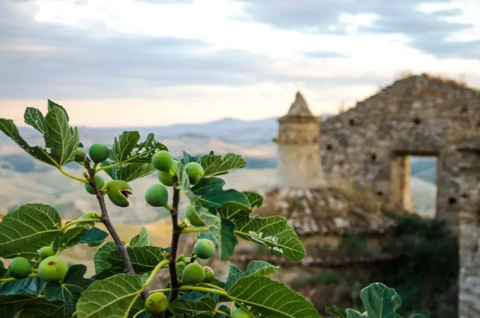 Framed Print : Fig tree in Craco - The ghost town Framed Print : Fig tree in Craco - The ghost town