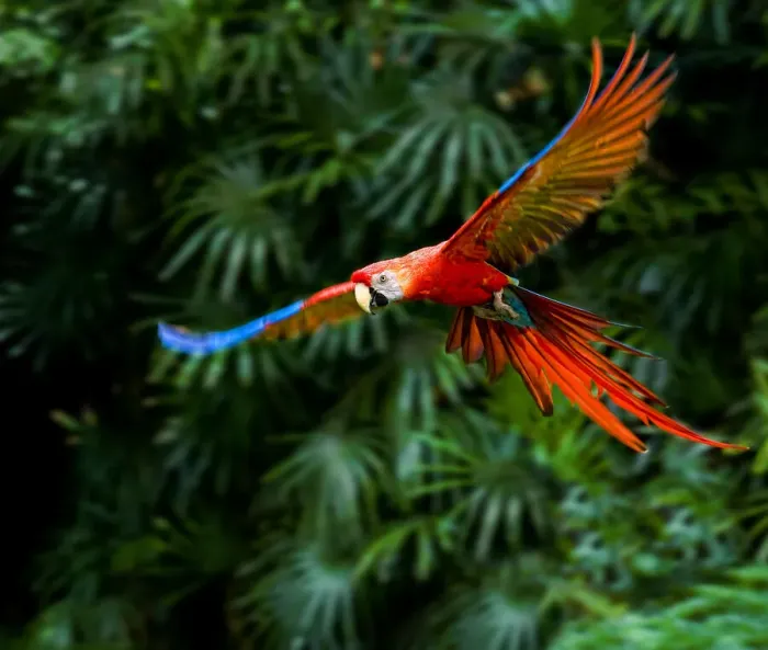 Framed Print : Fight of Macaw Framed Print : Fight of Macaw
