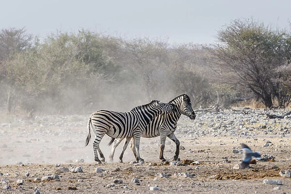 Two fighting Burchells Zebras, -Equus quagga burchellii-, Etosha National Park, Namibia