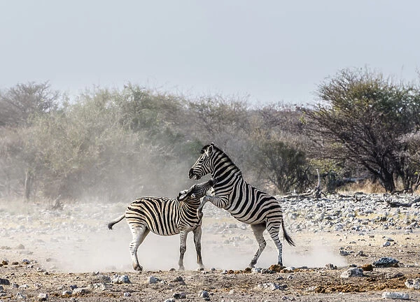 Two fighting Burchells Zebras, -Equus quagga burchellii-, Etosha National Park, Namibia