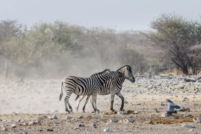 Framed Print : Two fighting Burchells Zebras, -Equus quagga burchellii-, Etosha National Park, Namibia Framed Print : Two fighting Burchells Zebras, -Equus quagga burchellii-, Etosha National Park, Namibia