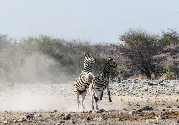 Framed Print : Two fighting Burchells Zebras, -Equus quagga burchellii-, Etosha National Park, Namibia Framed Print : Two fighting Burchells Zebras, -Equus quagga burchellii-, Etosha National Park, Namibia