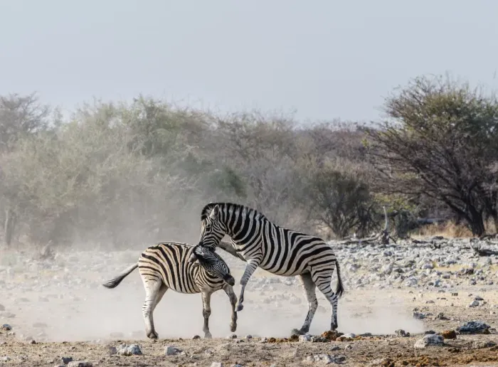 Framed Print : Two fighting Burchells Zebras, -Equus quagga burchellii-, Etosha National Park, Namibia Framed Print : Two fighting Burchells Zebras, -Equus quagga burchellii-, Etosha National Park, Namibia