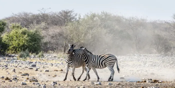Framed Print : Two fighting Burchells Zebras, -Equus quagga burchellii-, Etosha National Park, Namibia