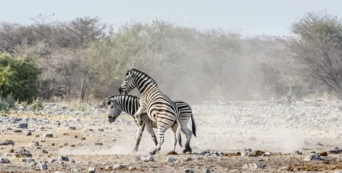 Framed Print : Two fighting Burchells Zebras, -Equus quagga burchellii-, Etosha National Park, Namibia Framed Print : Two fighting Burchells Zebras, -Equus quagga burchellii-, Etosha National Park, Namibia