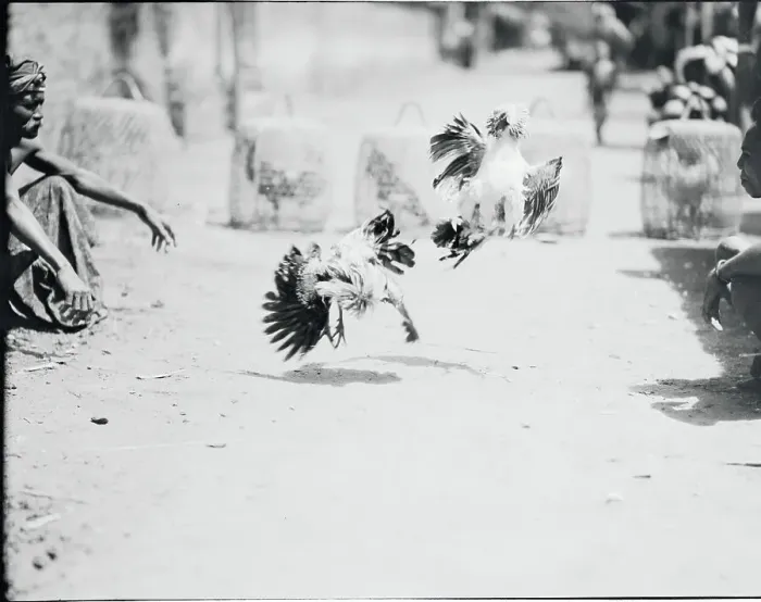 Framed Print : Fighting Cocks Attacking in Midair Framed Print : Fighting Cocks Attacking in Midair