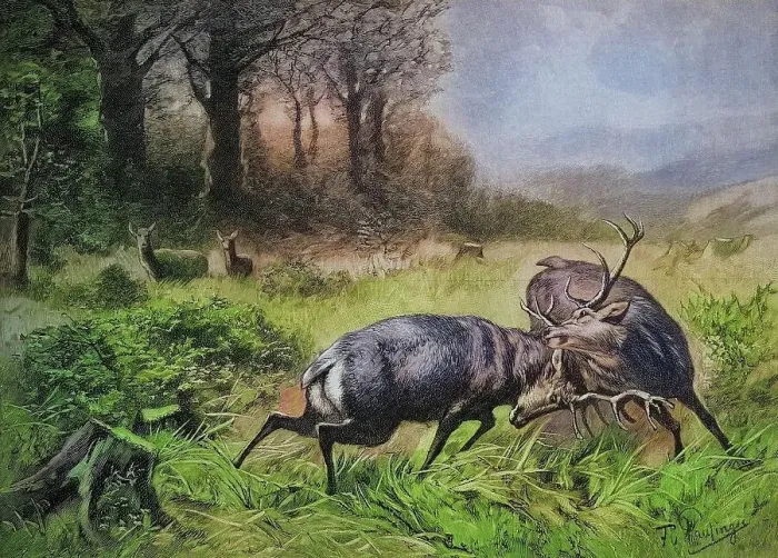 Framed Print : Fighting stags in the rut, 1880, Austria, Historic, digitally restored reproduction of an original 19th century painting, exact original date not known Framed Print : Fighting stags in the rut, 1880, Austria, Historic, digitally restored reproduction of an original 19th century painting, exact original date not known