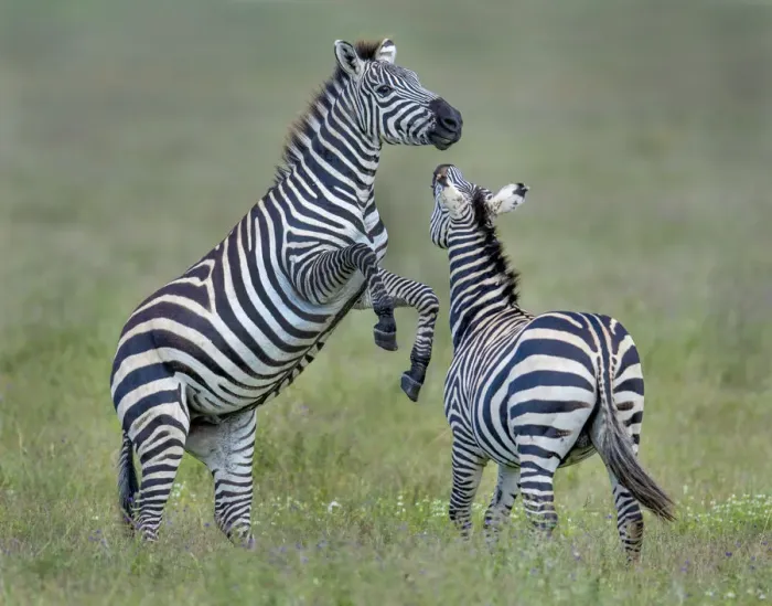 Framed Print : fighting zebras Framed Print : fighting zebras