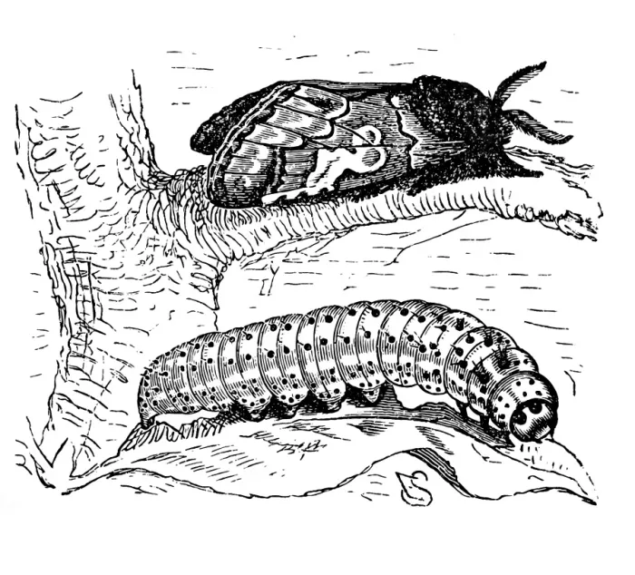 Framed Print : The Figure of Eight (Diloba caeruleocephala)