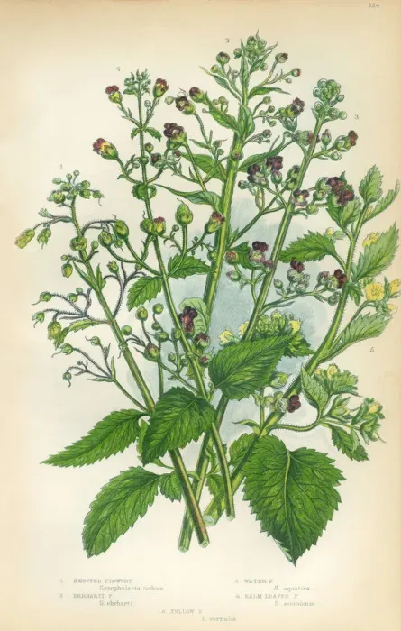 Framed Print : Figwort, Fig, Scrophularia, Victorian Botanical Illustration Framed Print : Figwort, Fig, Scrophularia, Victorian Botanical Illustration