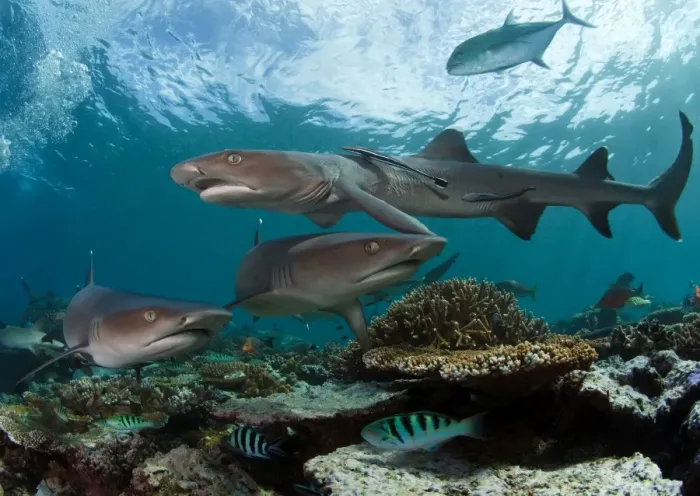 Framed Print : Fiji reef sharks Framed Print : Fiji reef sharks