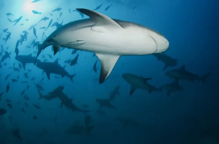 Framed Print : Fiji sharks Framed Print : Fiji sharks