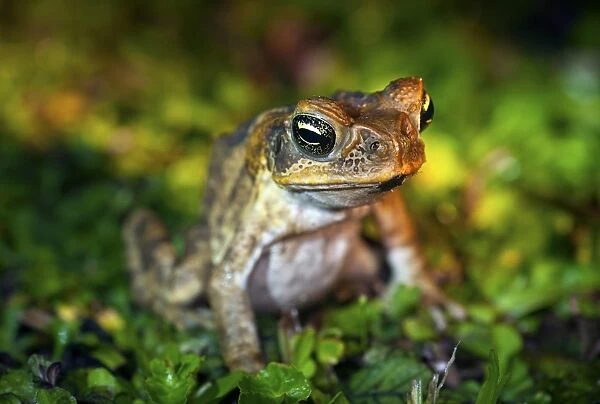 Fijian ground frog