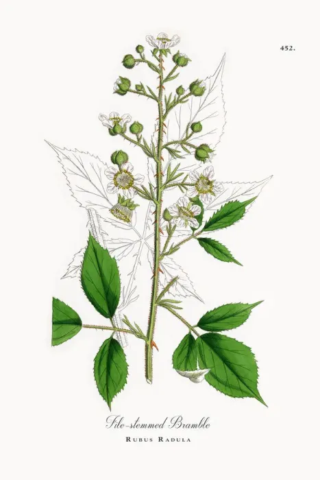 Framed Print : File-stemmed Bramble, Rubus Radula, Victorian Botanical Illustration, 1863 Framed Print : File-stemmed Bramble, Rubus Radula, Victorian Botanical Illustration, 1863