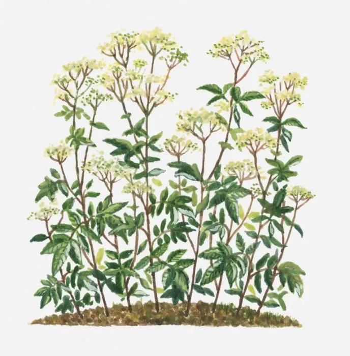Framed Print : Filipendula ulmaria (Meadowsweet) clusters of creamy white flowers and green leaves on tall stems