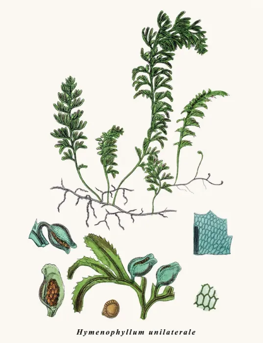 Framed Print : Filmy fern Framed Print : Filmy fern