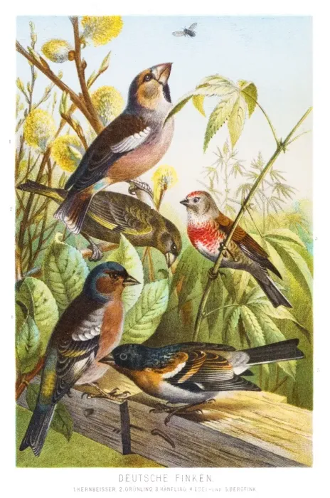 Framed Print : Finch birds illustration 1882 Framed Print : Finch birds illustration 1882