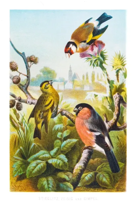 Framed Print : Finch birds illustration 1882 Framed Print : Finch birds illustration 1882