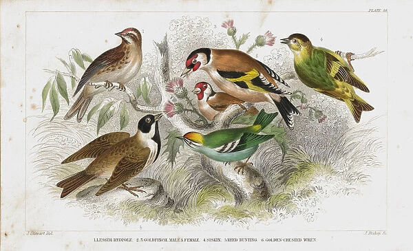 Finch old litho print from 1852