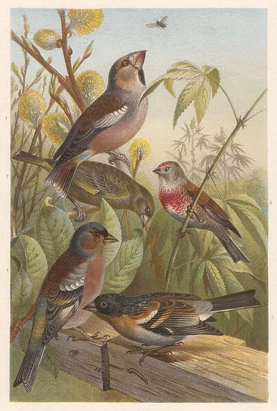 Finches (Fringillidae), lithograph, published in 1882