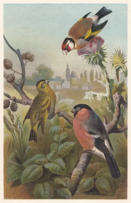 Framed Print : Finches (Fringillidae), lithograph, published in 1882 Framed Print : Finches (Fringillidae), lithograph, published in 1882