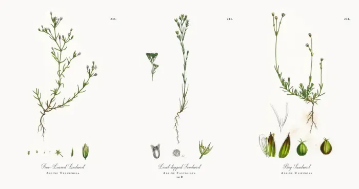 Framed Print : Fine-Leaved Sandwort, Alsine Tenuifolia, Victorian Botanical Illustration, 1863 Framed Print : Fine-Leaved Sandwort, Alsine Tenuifolia, Victorian Botanical Illustration, 1863