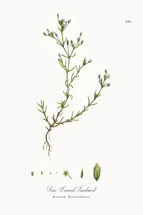 Framed Print : Fine-Leaved Sandwort, Alsine Tenuifolia, Victorian Botanical Illustration, 1863 Framed Print : Fine-Leaved Sandwort, Alsine Tenuifolia, Victorian Botanical Illustration, 1863