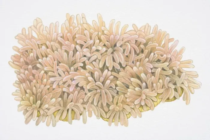 Framed Print : Finger-shaped clusters of Ritters Radianthus or Magnificent Sea Anemone (Heteractis magnifica) Framed Print : Finger-shaped clusters of Ritters Radianthus or Magnificent Sea Anemone (Heteractis magnifica)
