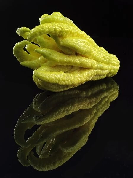 Fingered Citron -Citrus medica var sarcodactylis-, popularly known as Buddhas Hand