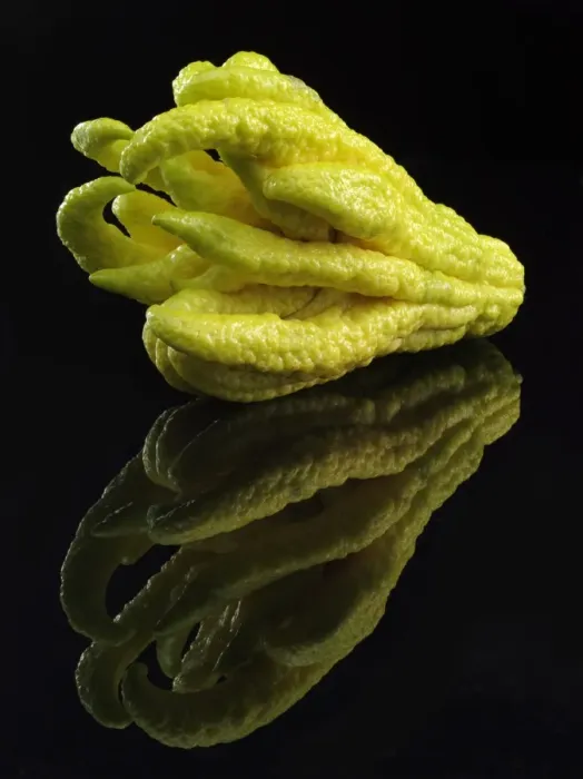 Framed Print : Fingered Citron -Citrus medica var sarcodactylis-, popularly known as Buddhas Hand Framed Print : Fingered Citron -Citrus medica var sarcodactylis-, popularly known as Buddhas Hand