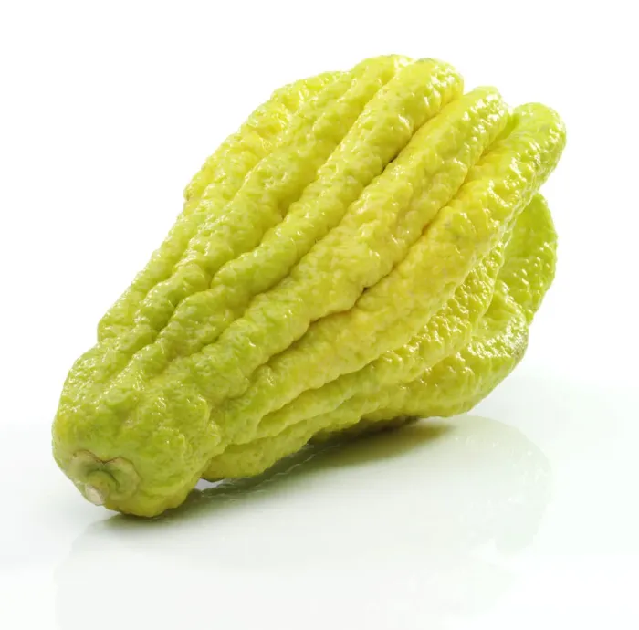 Framed Print : Fingered Citron -Citrus medica var sarcodactylis-, popularly known as Buddhas Hand Framed Print : Fingered Citron -Citrus medica var sarcodactylis-, popularly known as Buddhas Hand