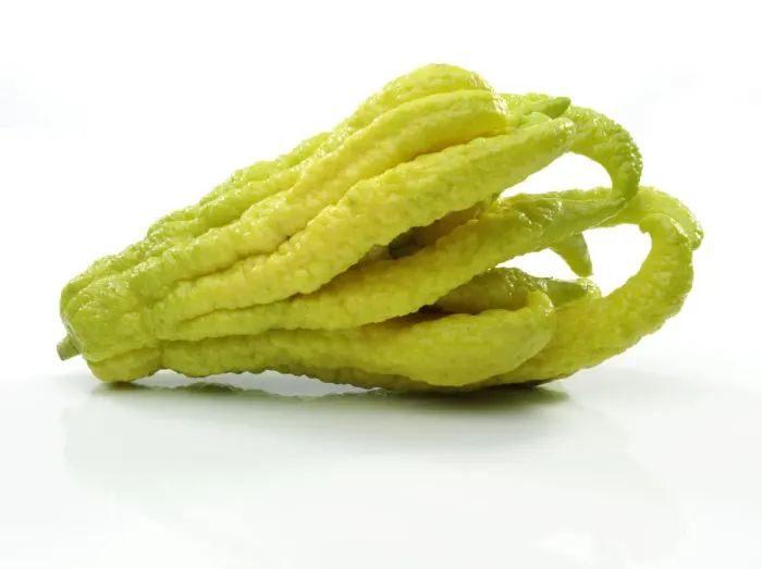 Framed Print : Fingered Citron -Citrus medica var sarcodactylis-, popularly known as Buddhas Hand Framed Print : Fingered Citron -Citrus medica var sarcodactylis-, popularly known as Buddhas Hand