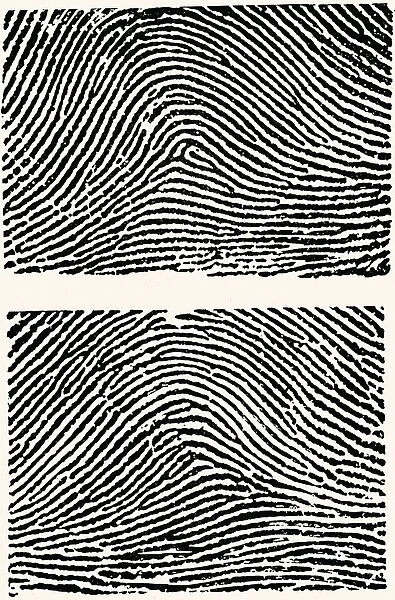 Fingerprints. http: /  / csaimages.com / images / istockprofile / csa_vector_dsp.jpg