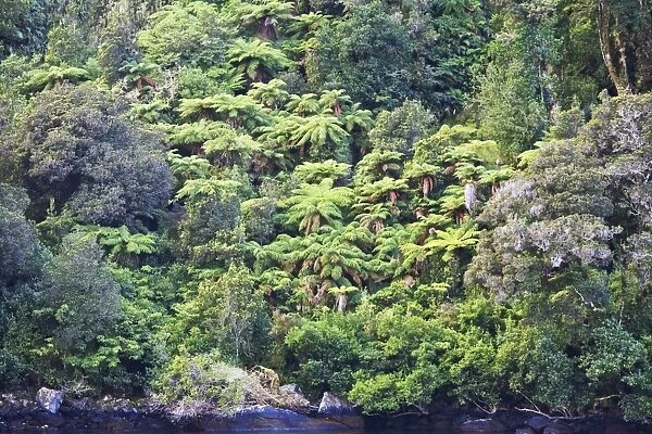 Fiordland National Park, Milford Sound, South Island, New Zealand