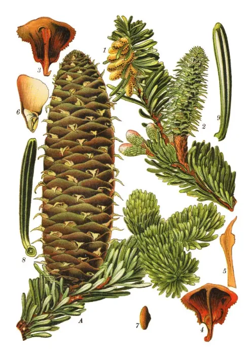 Framed Print : fir-tree. Antique illustration of a Medicinal and Herbal Plants. Framed Print : fir-tree. Antique illustration of a Medicinal and Herbal Plants.
