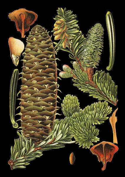 fir-tree. Antique illustration of a Medicinal and Herbal Plants.