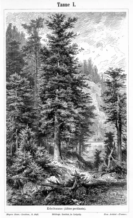 Framed Print : Fir tree engraving 1895 Framed Print : Fir tree engraving 1895