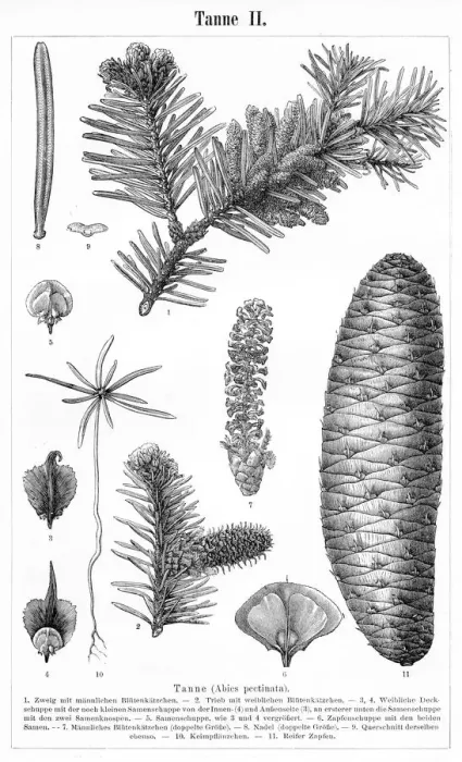 Framed Print : Fir tree engraving 1895 Framed Print : Fir tree engraving 1895