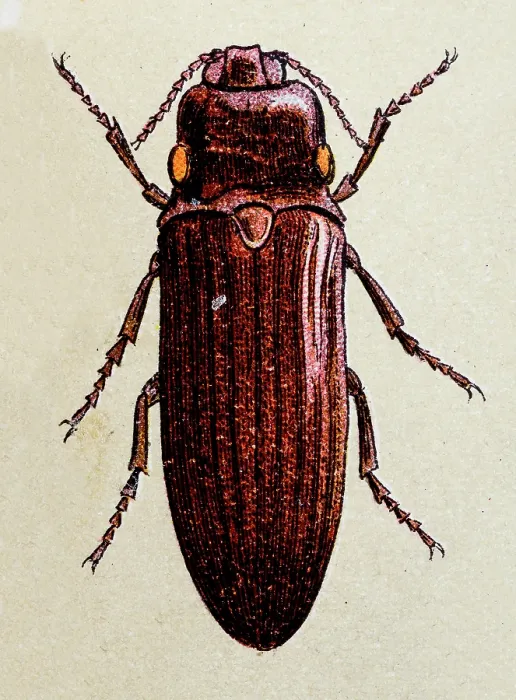 Framed Print : Fire Beetle or Cucujo, insect animals antique illustration Framed Print : Fire Beetle or Cucujo, insect animals antique illustration