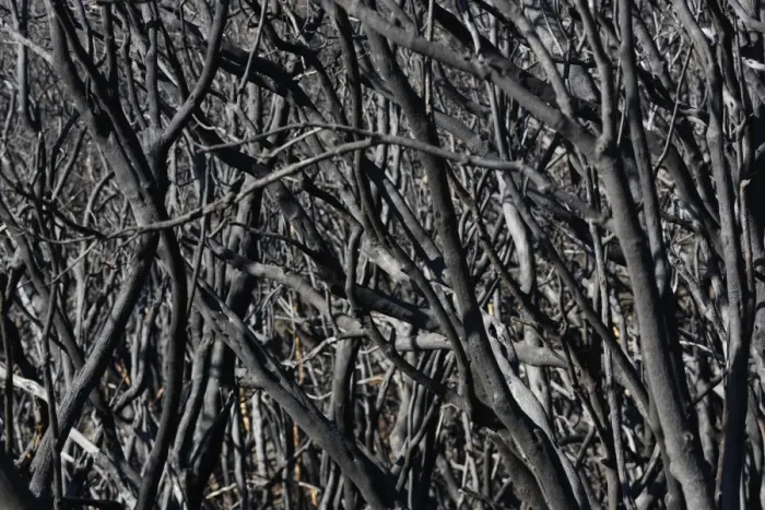 Framed Print : Fire damage four months after a forest fire, Nationalpark Garajonay, La Gomera, Canary Islands, Spain